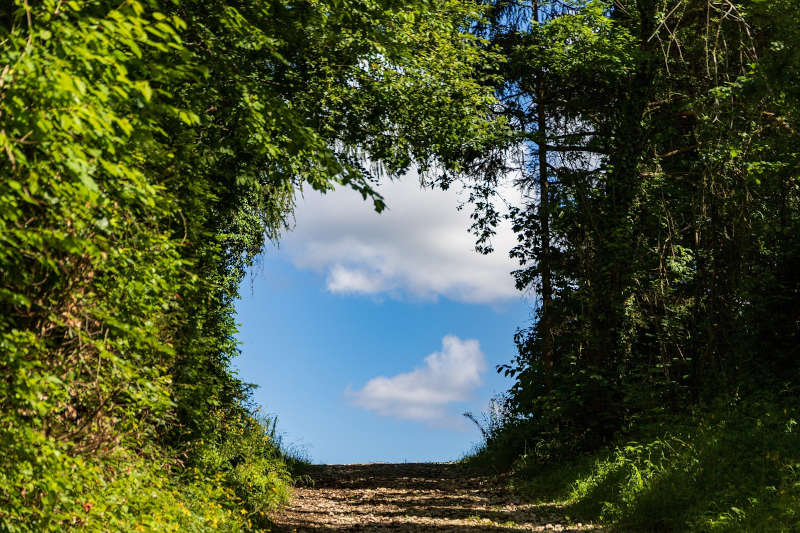 chemin-foret.jpg